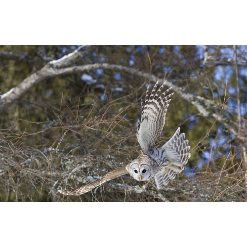 Canada, Quebec, Beauport Great gray owl flying